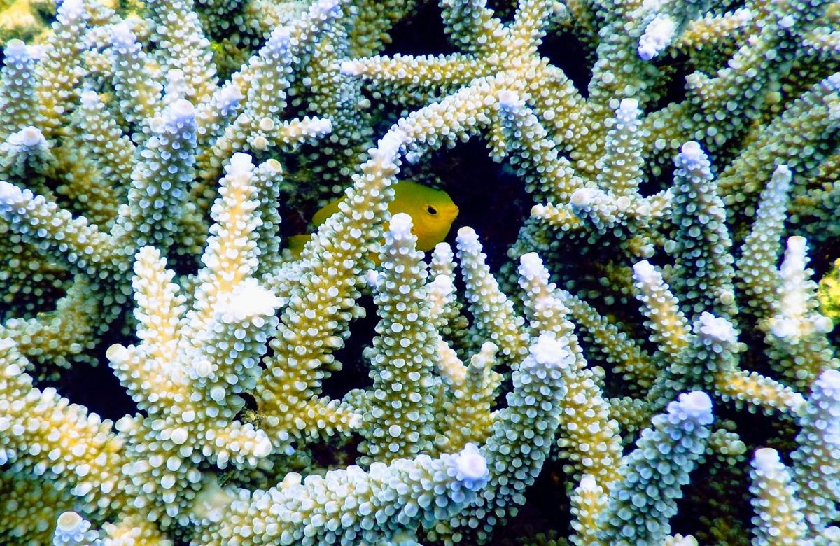 枝サンゴの間を泳ぐ黄色い魚